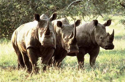 Namibia a má fotka nosorožců...líbí?