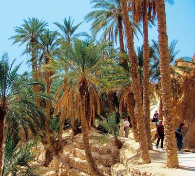 A jestli máš ráda palmy, tak ty jsou opravdu v Tunisu všudeeeeee