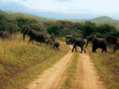 Keňa a sloníci