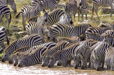 Keňa a zebra