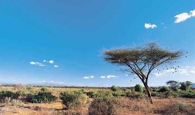 Keňa panorama